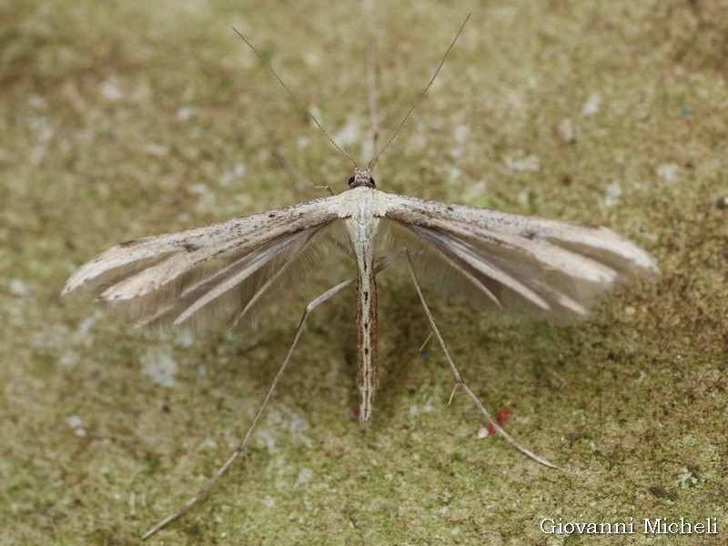 Pterophoridae da ID